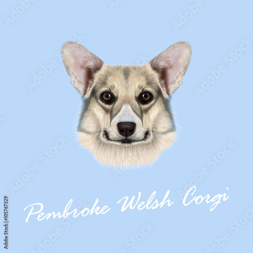 Vector illustrated portrait Pembroke Welsh Corgi Dog