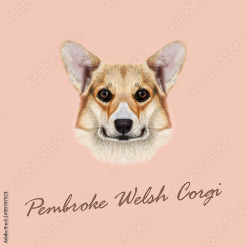 Vector illustrated portrait Pembroke Welsh Corgi Dog.