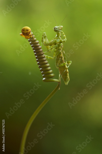 Mantis or Praying Mantis, Mantis religiosa with golden crab spider on a curly branch
