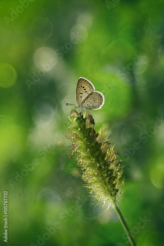 closeup butterfly on wild flower 