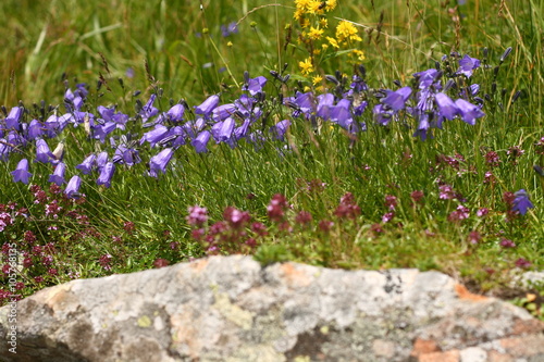 Big Bluebell or Campanula persicifolia