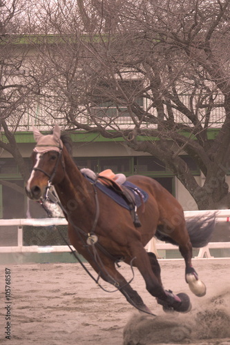 horse