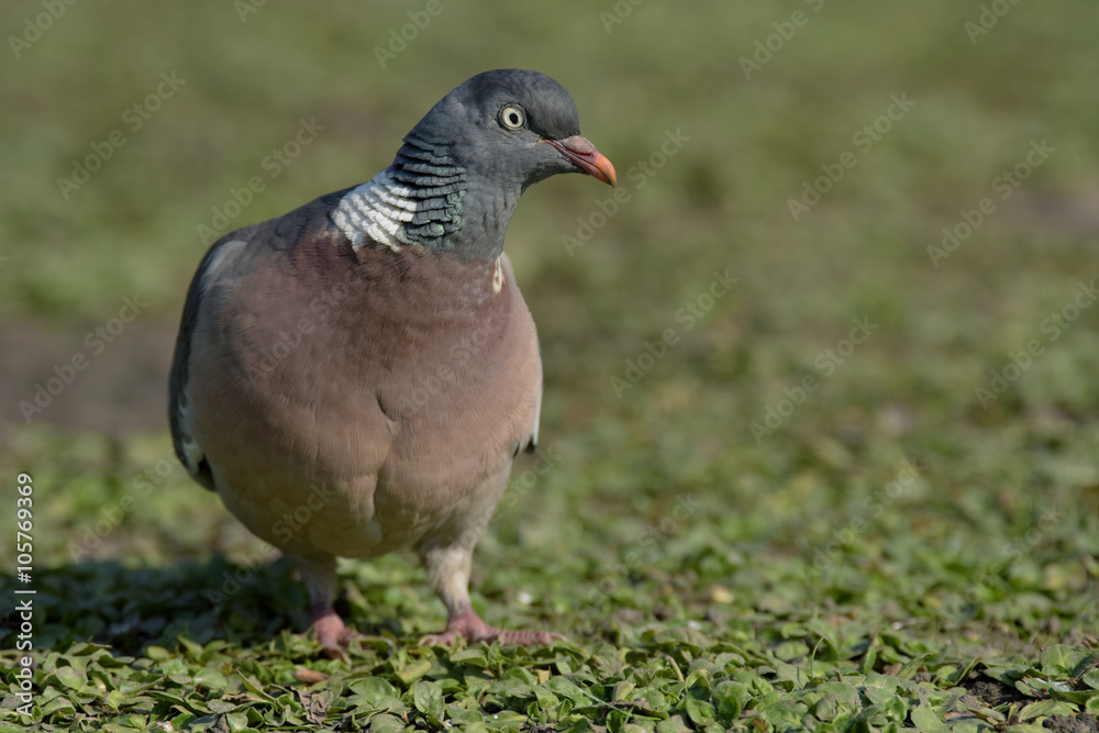 Common Wood Pigeon, Wood Pigeon, Columba palumbus Common Wood Pigeon, Wood Pigeon, Columba palumbus
