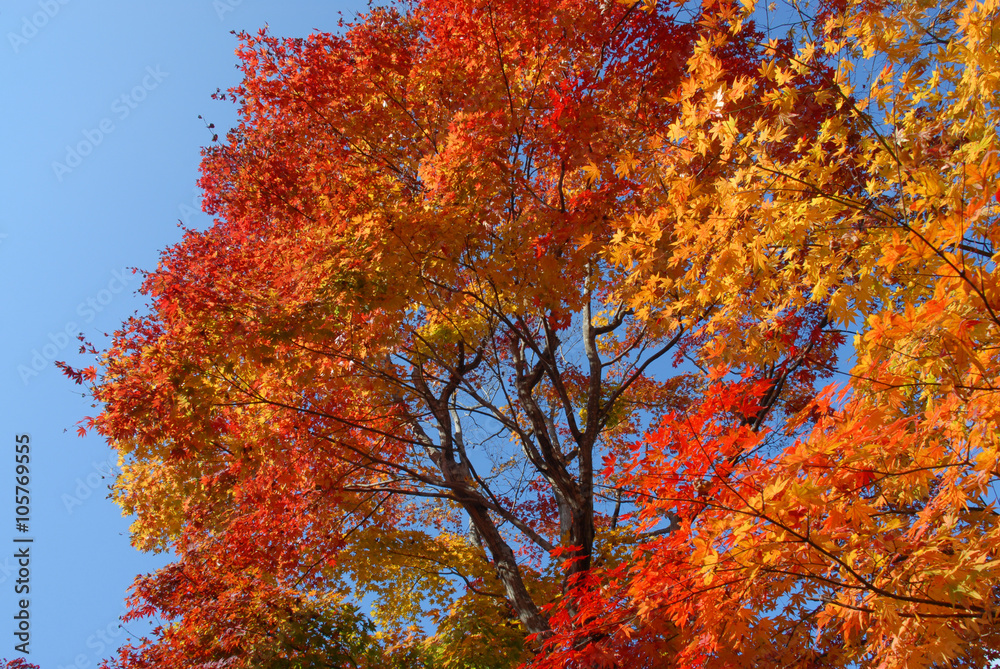 紅葉