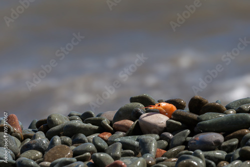 boiled shrimp on pebble by the sea  photo