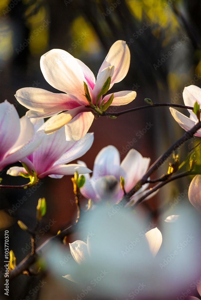magnolia flowers on a blurry background