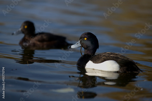 Tufted Duck, Aythya fuligula