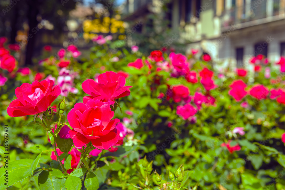 Fototapeta premium Bush of beautiful roses in a garden