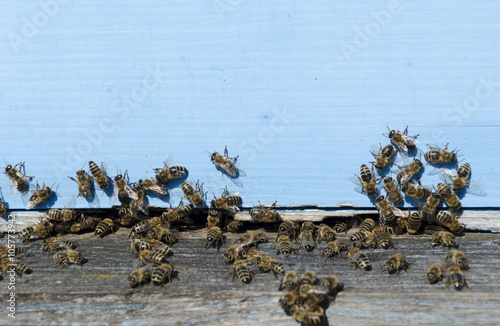 Honey bees, bee hive