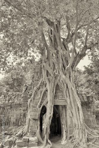 Fig tree engulfing a building in Ta Som, Cambodia