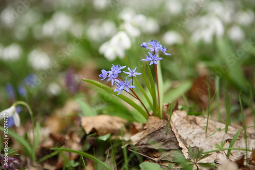 Two-leaf squill - first flower of spring