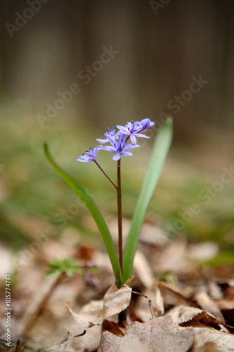 Two-leaf squill - first flower of spring