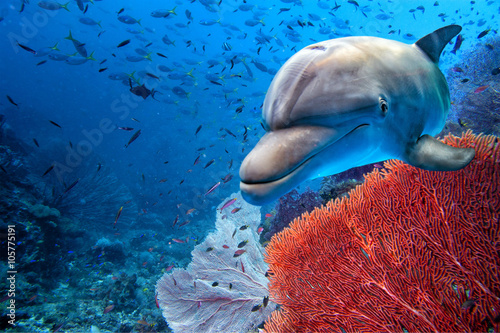 dolphin underwater on blue ocean background