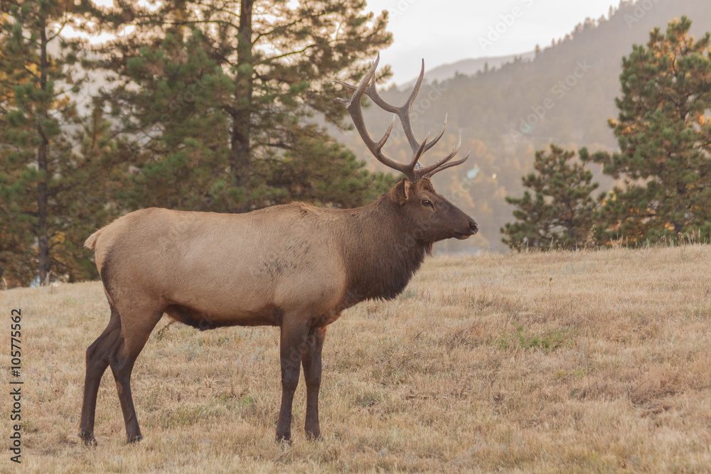 Bull Elk