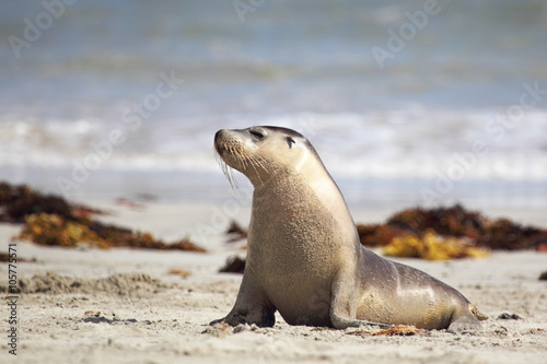 Australischer Seelöwe (Neophoca cinerea)