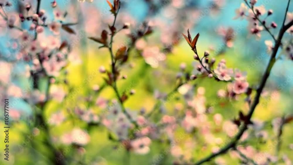 Colorful close up pan of blooming pink cherry tree against blue sky background. Excellent nature scene of Japanese Sakura in sunny day. Shallow dof. Slow motion full HD 1920x1080
Colorful close up pan of blooming pink cherry tree against blue sky background. Excellent nature scene of Japanese Sakura in sunny day. Shallow dof. Slow motion full HD 1920x1080