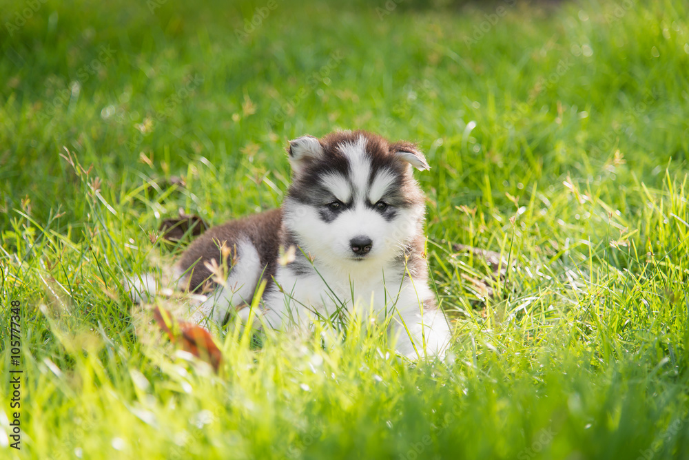 Fototapeta premium siberian husky puppy lying and looking on green grass