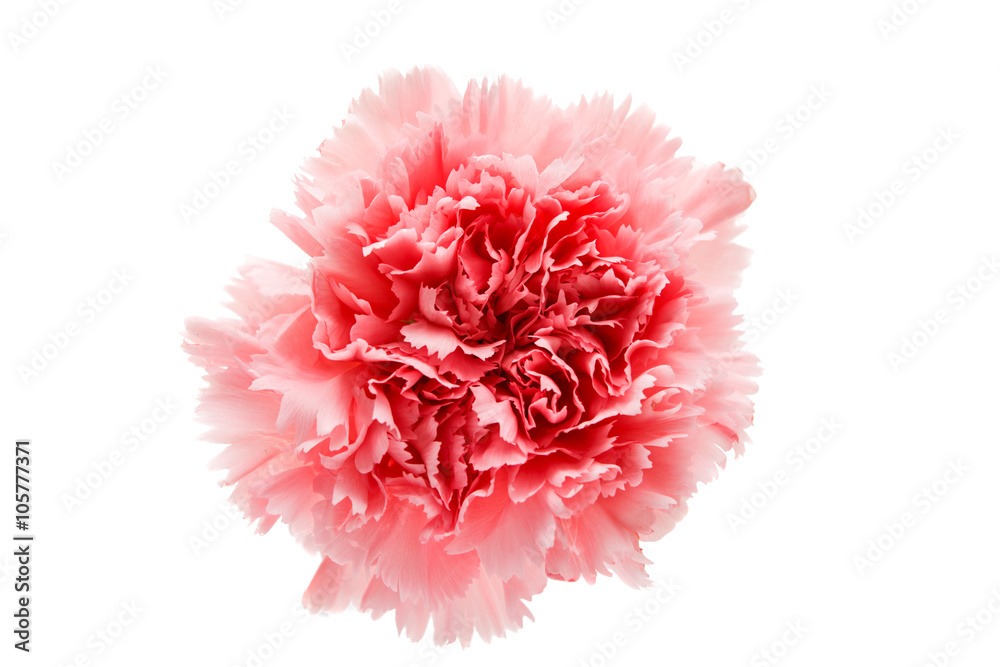 carnation flower isolated