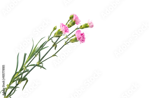 carnation flower isolated