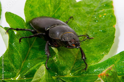 stag beetle female  sitting on oak leaf © Volodymyr Khodaryev