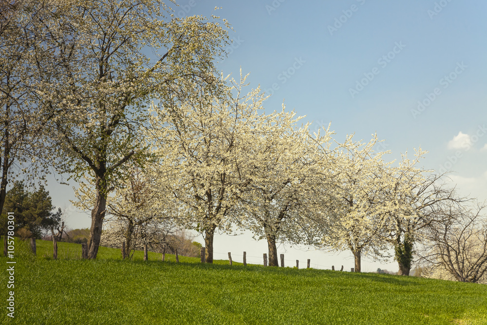 Blossoming cherry trees in Hagen, Osnabrueck country, Germany Blossoming cherry trees in Hagen, Osnabrueck country, Germany