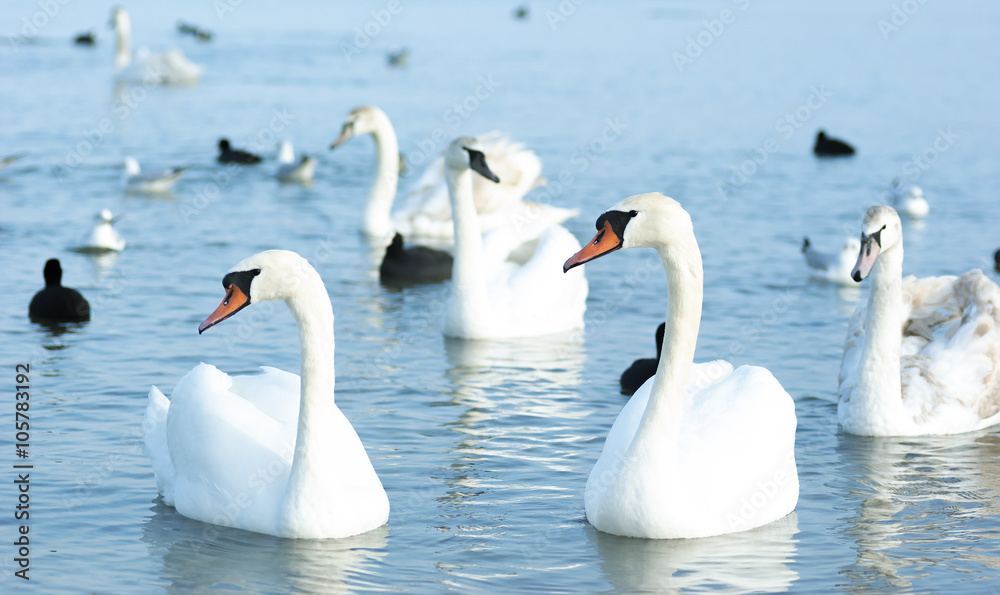 Obraz premium Beautiful wild swans, ducks and gulls float near the Black Sea c