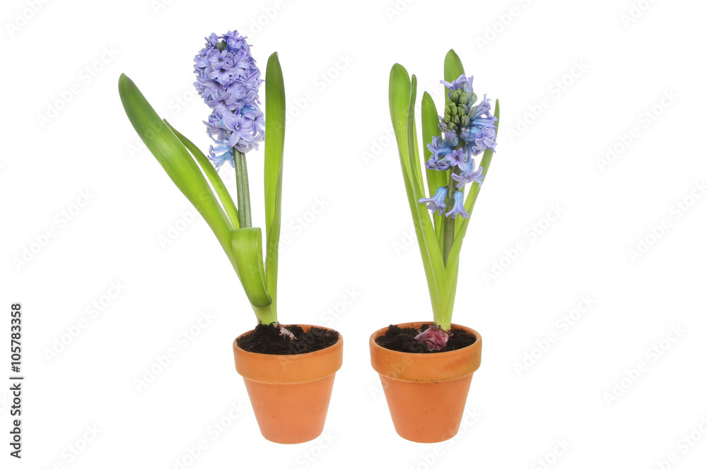 two Hyacinth plants two Hyacinth plants
