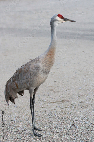 Sandhill Crane Standing