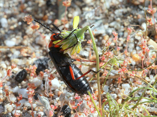 Desert Blister Beetle - Lytta magister photo