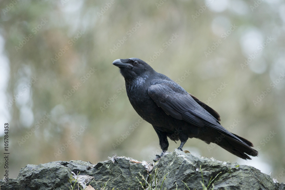 Raven Raven