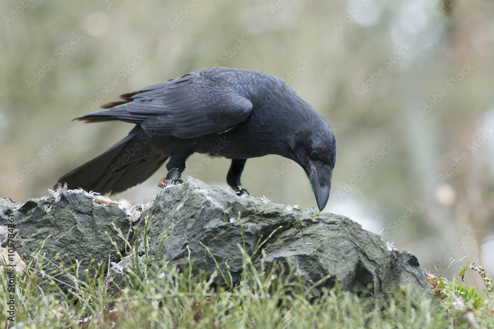 Fototapeta premium Raven