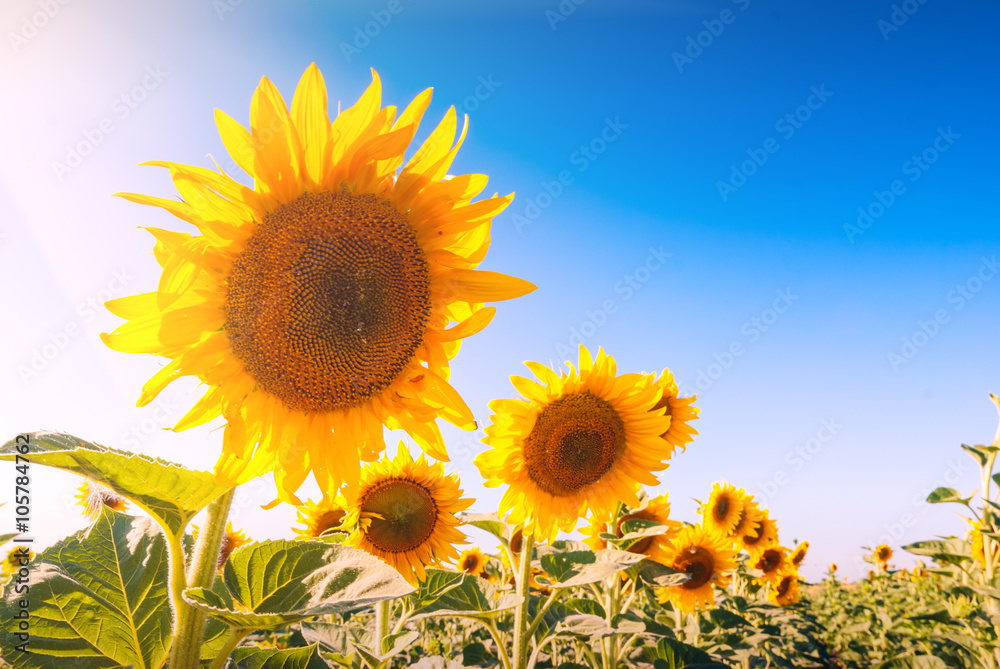 Sunflowers Sunflowers