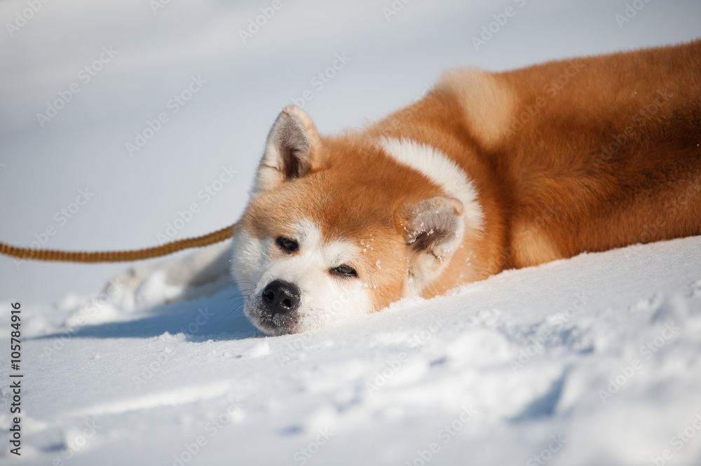 Akita inu on the snow