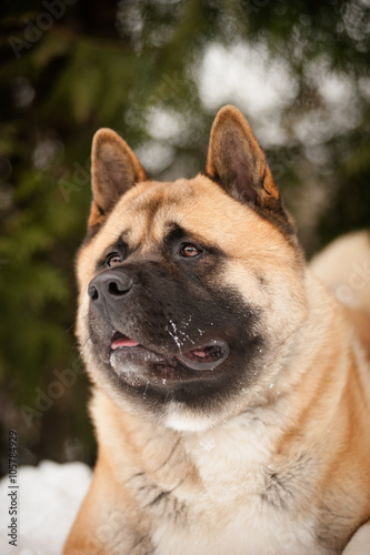 American Akita`s head