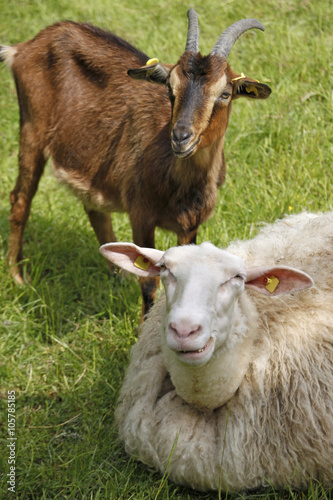 Schaf und Ziege