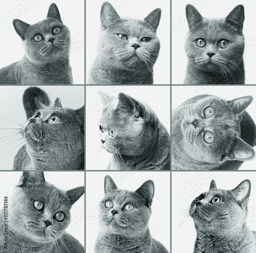 Fototapeta Naklejka Na Ścianę i Meble -  British shorthair cat closeup