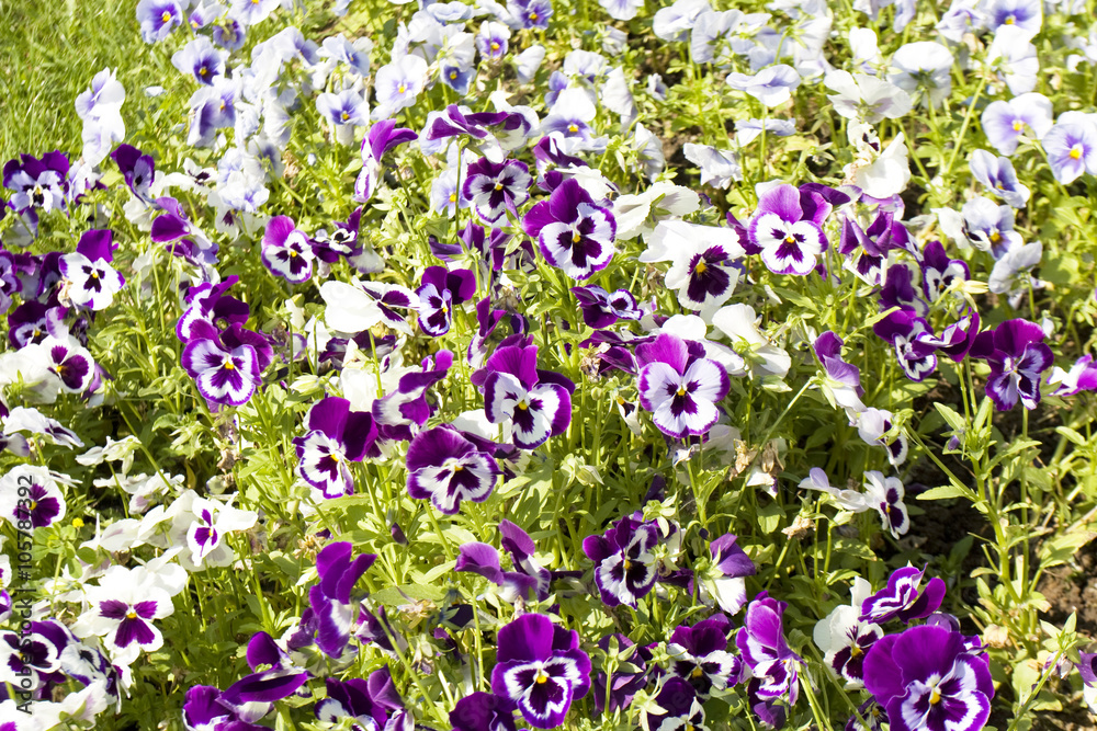 Obraz premium Violet-white pansies