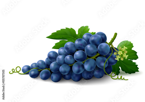 Blue grapes on white background