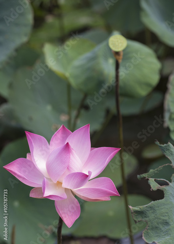 Lotus flowers in Vietnam