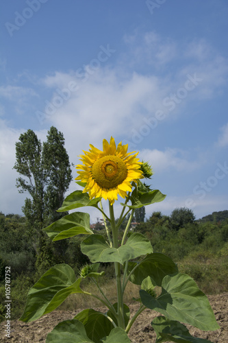 Fotografía çiçekler