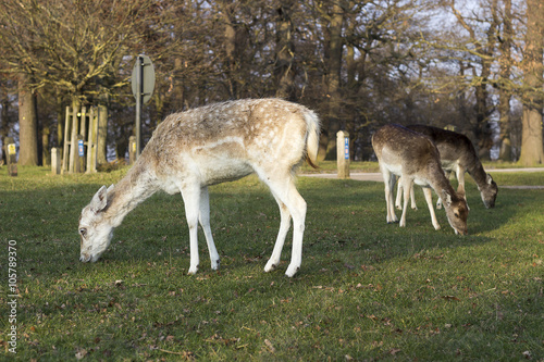 Three deers feeding on grass