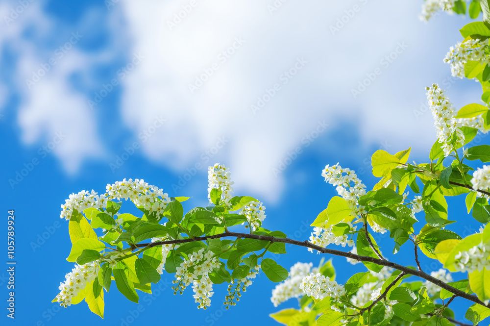 Fototapeta premium Spring background with the blossoming bird cherry