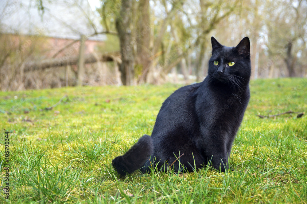 black cat sitting on a meadow in the countryside
