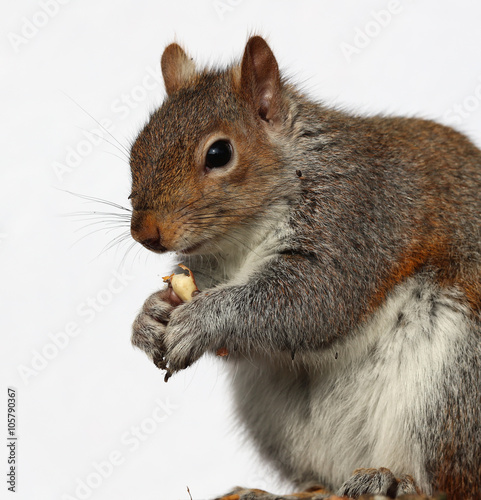 Fototapeta Naklejka Na Ścianę i Meble -  Close up of a Grey Squirrel eating peanuts on a tree trunk