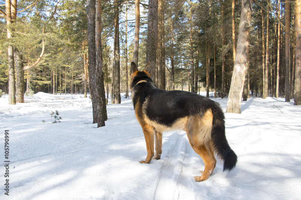 German shepherd dog in winter day