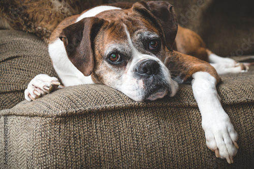 Old Boxer Dog © Holly Michele