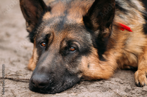 German Shepherd Dog Close Up 