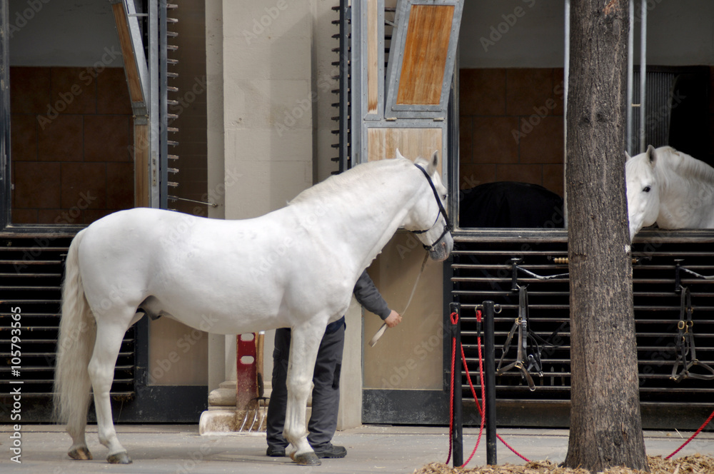 Naklejka premium Spanish Riding School Vienna