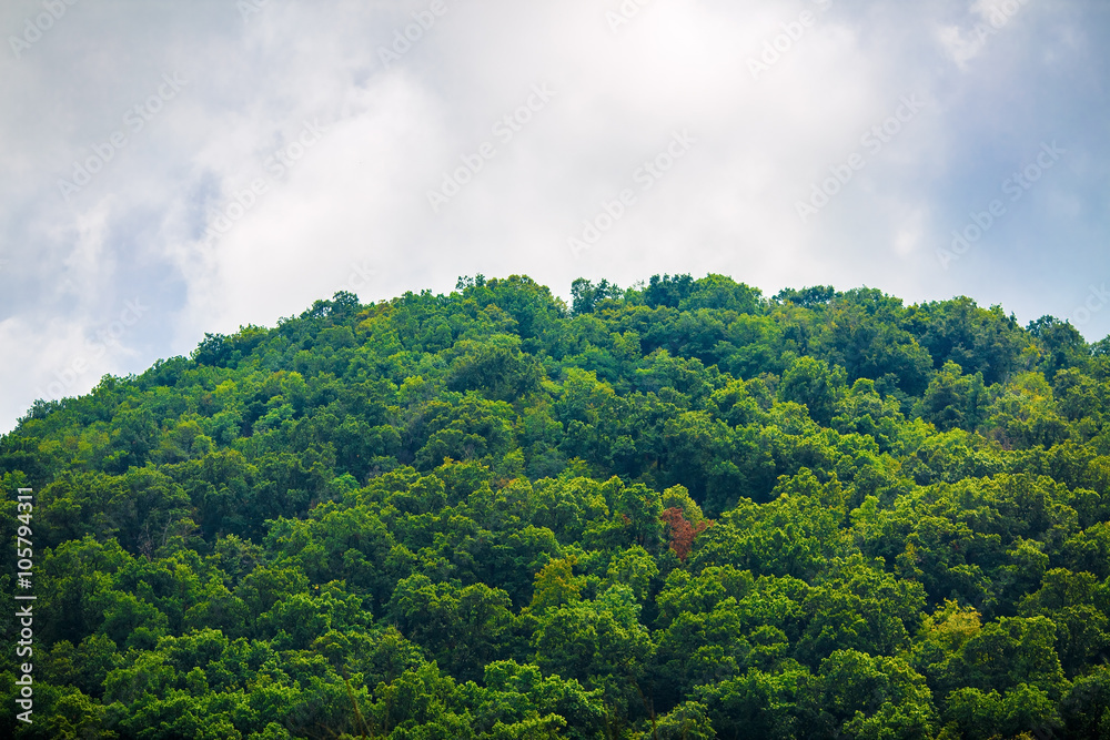 Lush green forest on the mountain peak. Dense vegetation on the background of cloudy sky.