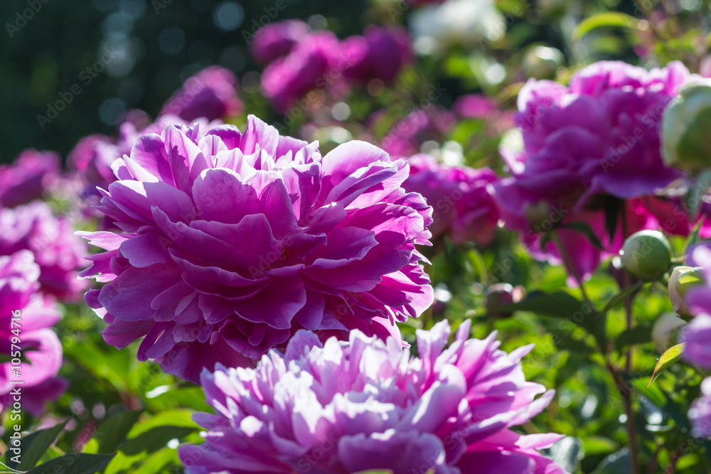 pink peony flower pink peony flower